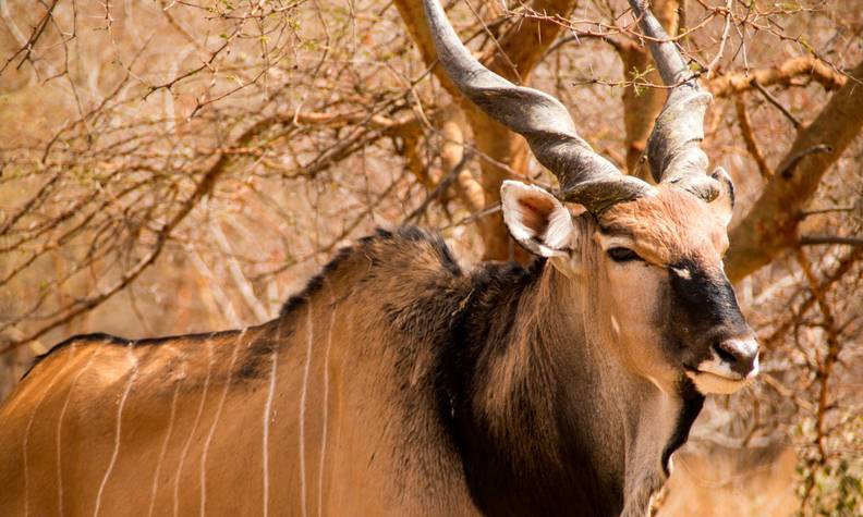 Éland de Derby - Restaurer les populations de 5 espèces clés du parc Niokolo Koba - Programme Sénégal - Association Beauval Nature