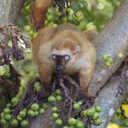 Protéger le lémur aux yeux turquoise en préservant son habitat - Programme Madagascar - Association Beauval Nature