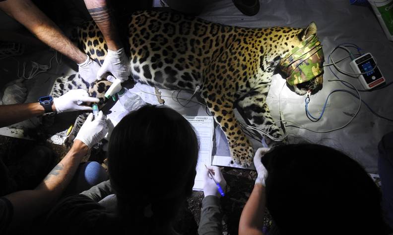 Relevés pour en savoir plus sur cette espèce - Recenser les jaguars et sensibiliser pour les préserver - Programme Brésil - Association Beauval Nature