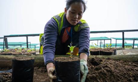 Pépinière d'arbres au Népal, pour le programme de conservation des pandas roux