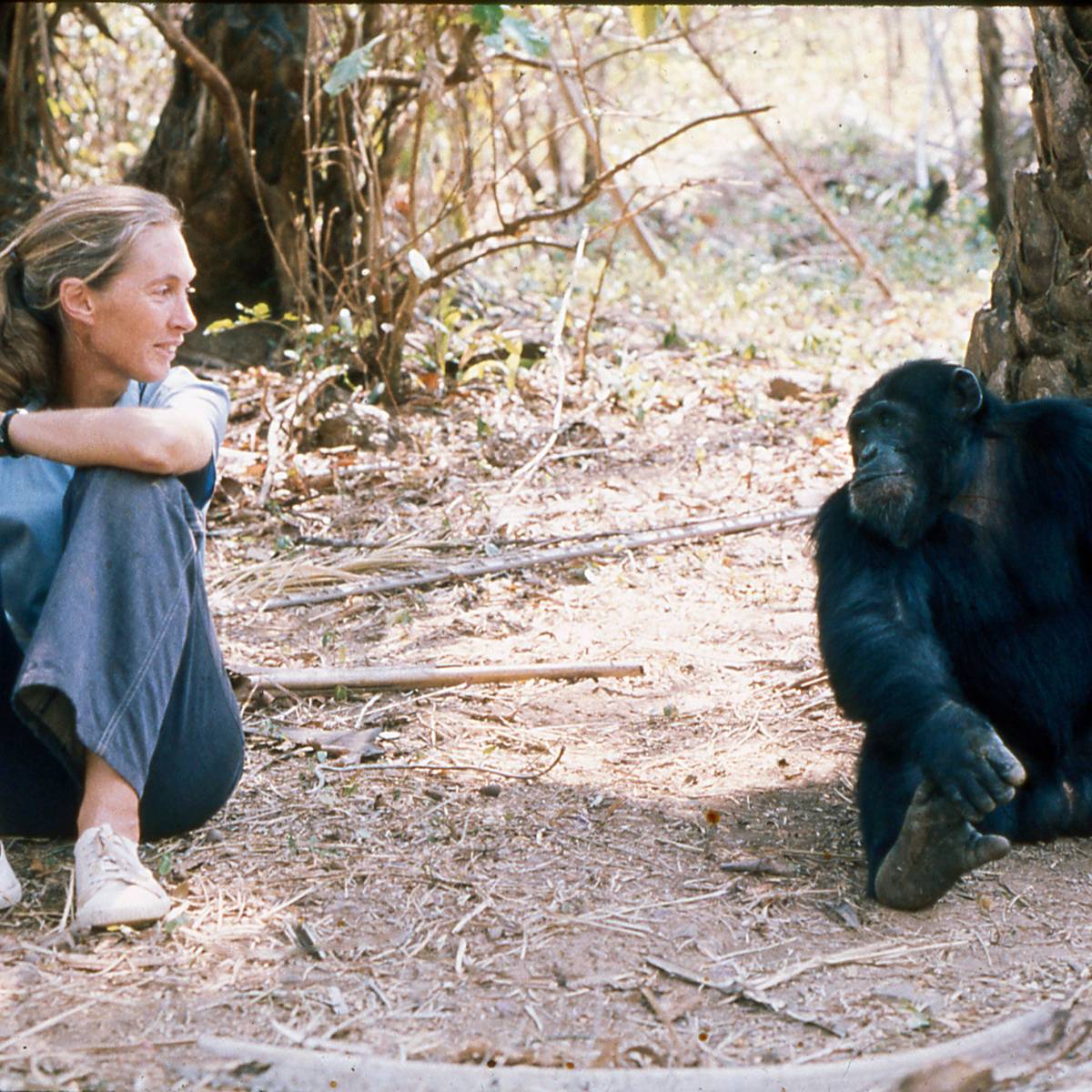 Regard avec un chimpanzé - Recueillir, réhabiliter et réintroduire les chimpanzés, mandrills et cercopithèques - Programme Congo - Association Beauval Nature