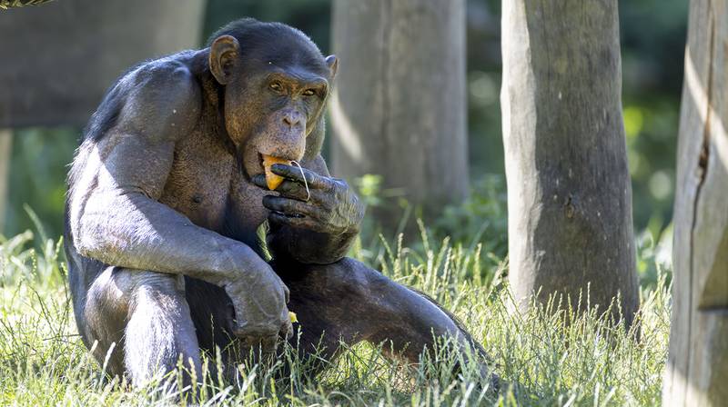 World Chimpanzee Day 2026