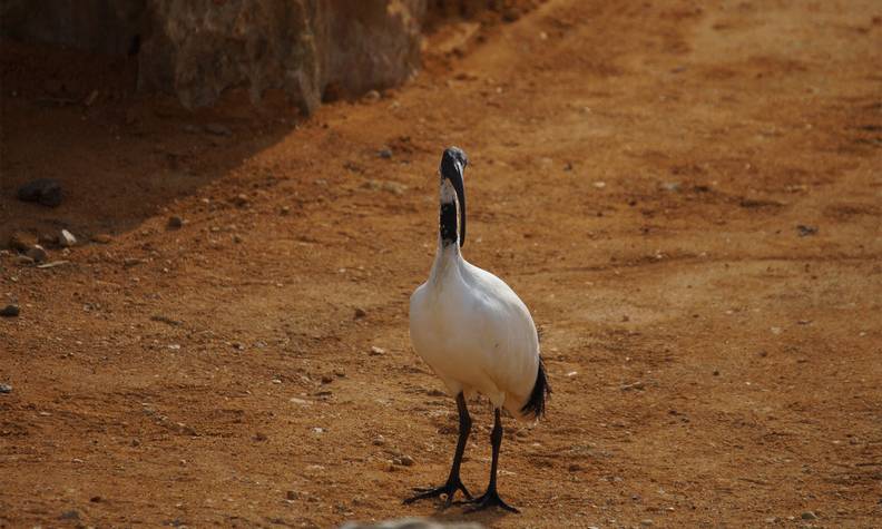 Ibis sacré - Rédiger un guide de l’avifaune djiboutienne - Programme Djibouti - Association Beauval Nature