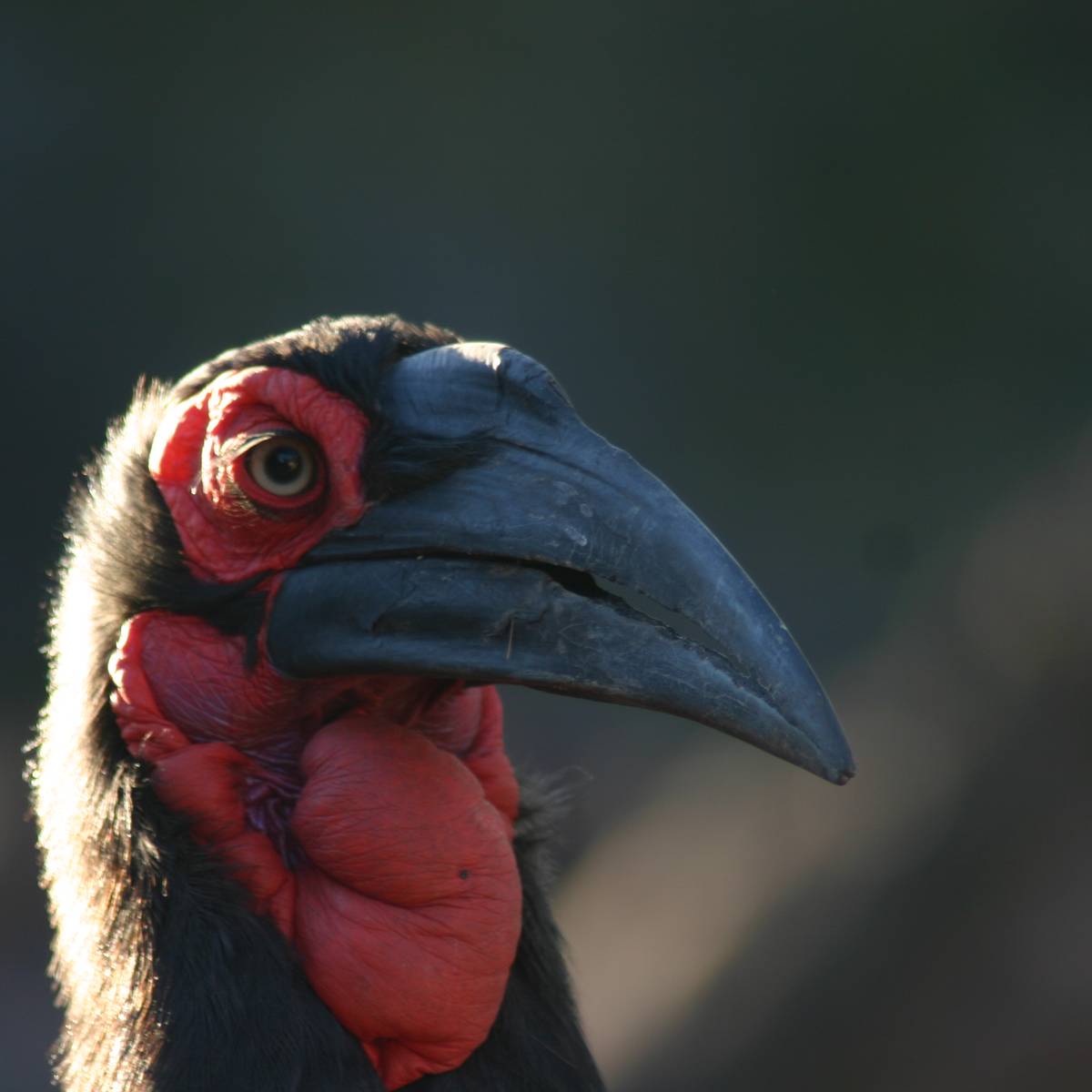 Étudier et sauver le calao terrestre - Programme Afrique du Sud - Association Beauval Nature