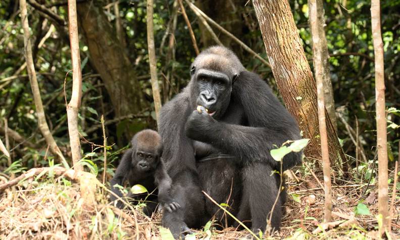 La femelle gorille Mayombé et sa petite Taali - Réintroduire les gorilles des plaines de l’Ouest - Programme Congo - Association Beauval Nature