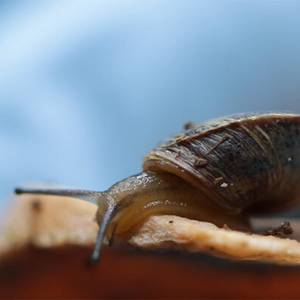 Des escargots nés à Beauval bientôt réintroduits au Portugal !