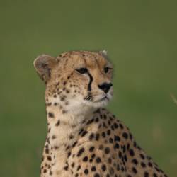 Sauver et réintroduire les guépards en sensibilisant à leur conservation - Programme Namibie - Association Beauval Nature