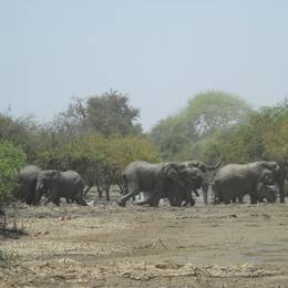 Éléphants - Ancien programme Cameroun - Association Beauval Nature
