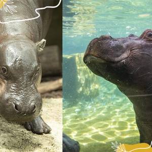Célébrons la Journée mondiale des hippopotames !
