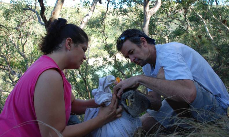 Étude d'un koala - Suivre les déplacements et surveiller l’état de santé des koalas - Programme Australie - Association Beauval Nature