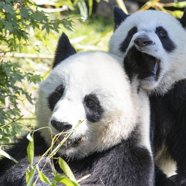 Parrainer les pandas du ZooParc de Beauval - Reproduire ex situ et réintroduire le panda géant dans son milieu naturel - Programme Chine - Association Beauval Nature