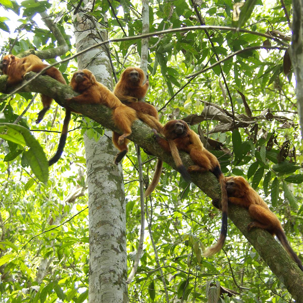 Protéger 4 espèces de tamarins lions et restaurer leur habitat - Programme Brésil - Association Beauval Nature