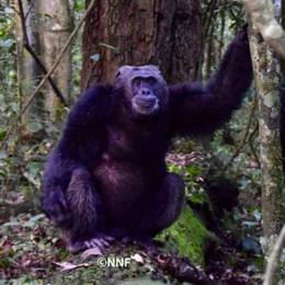 Chimpanzé - Ancien programme Ouganda - Association Beauval Nature