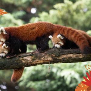 Embarquez pour un Tour du Monde à la Maison Beauval Nature !