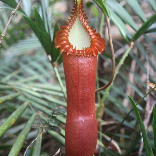 Nepenthes adrianii - Recenser, sauver, reproduire et réimplanter les Népenthès dans leur milieu naturel - Programme Indonésie - Association Beauval Nature