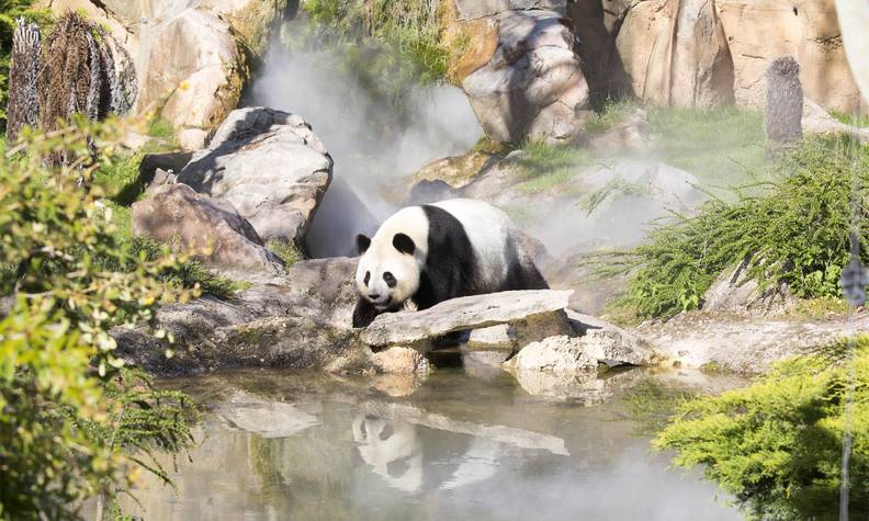 Panda à côté d'un point d'eau - Reproduire ex situ et réintroduire le panda géant dans son milieu naturel - Programme Chine - Association Beauval Nature