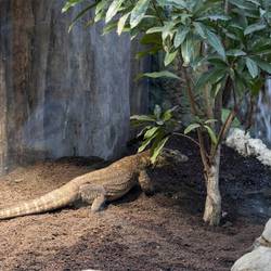 Recenser les dragons de Komodo pour mieux les protéger - Programme Indonésie - Association Beauval Nature