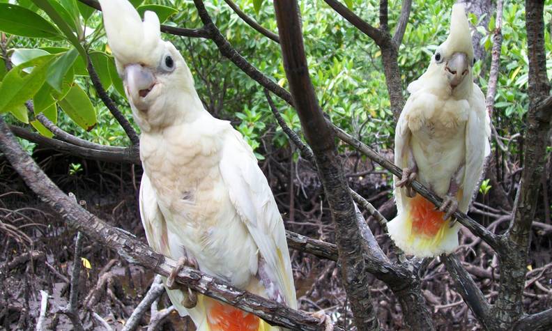 Couple de cacatoès - Sauver, recueillir et réintroduire le cacatoès des Philippines - Programme Philippines - Association Beauval Nature