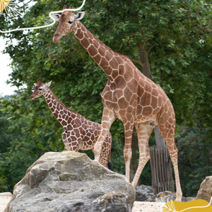 Journée mondiale de la girafe : protégeons la sentinelle de la savane