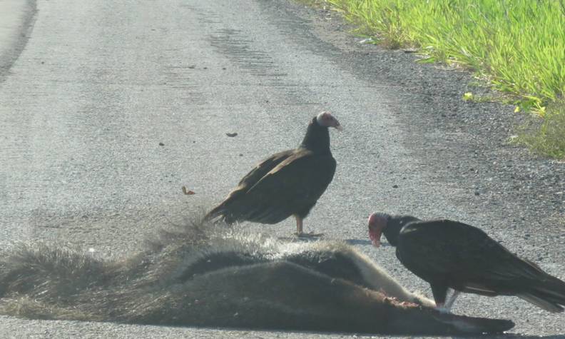 Fourmilier mort sur la route - Réintroduire, suivre et protéger le fourmilier géant - Programme Brésil - Association Beauval Nature