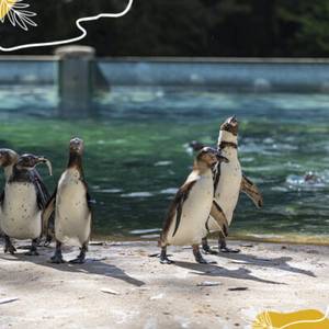 Journée mondiale des manchots : des oiseaux marins fascinants à protéger