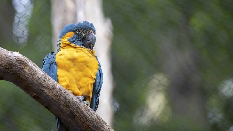 World Parrot Day at Beauval 2026