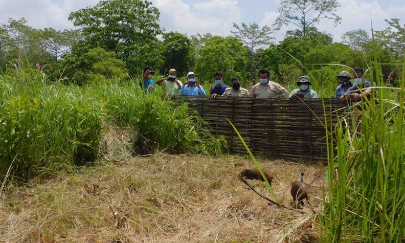 Groupe regardant 2 cochons pygmées - Réintroduire, surveiller et préserver le cochon pygmée - Programme Inde - Association Beauval Nature