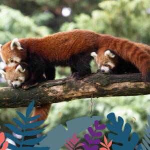 Un Tour du Monde au départ de la Maison Beauval Nature, du 20 juin au 30 septembre 2026 !
