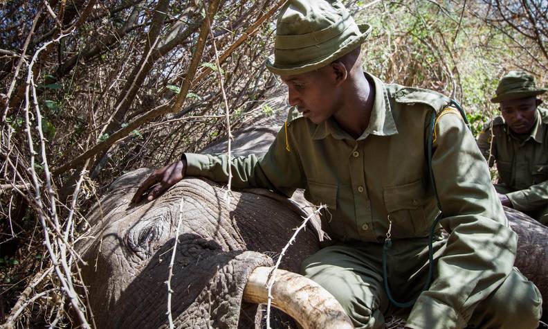 Éléphant mort auprès d'un garde - Protéger les éléphants du Rambo Group Ranch - Programme Kenya - Association Beauval Nature