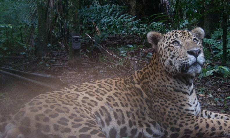 Jaguar pris en caméra piège - Recenser les jaguars et sensibiliser pour les préserver - Programme Brésil - Association Beauval Nature
