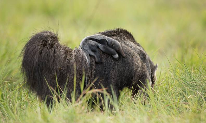 Fourmilier et son bébé sur le dos - Réintroduire, suivre et protéger le fourmilier géant - Programme Brésil - Association Beauval Nature