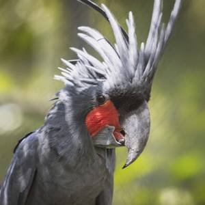 Une nouvelle espèce de cacatoès découverte grâce à un programme de conservation coordonné par Beauval
