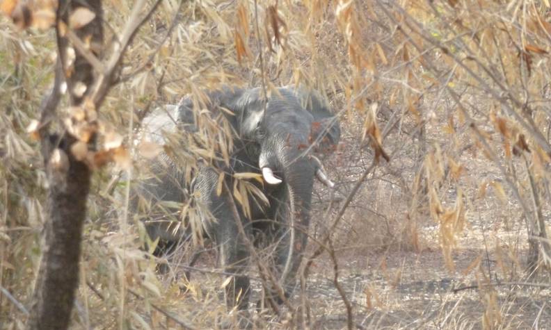 Éléphant de savane - Restaurer les populations de 5 espèces clés du parc Niokolo Koba - Programme Sénégal - Association Beauval Nature