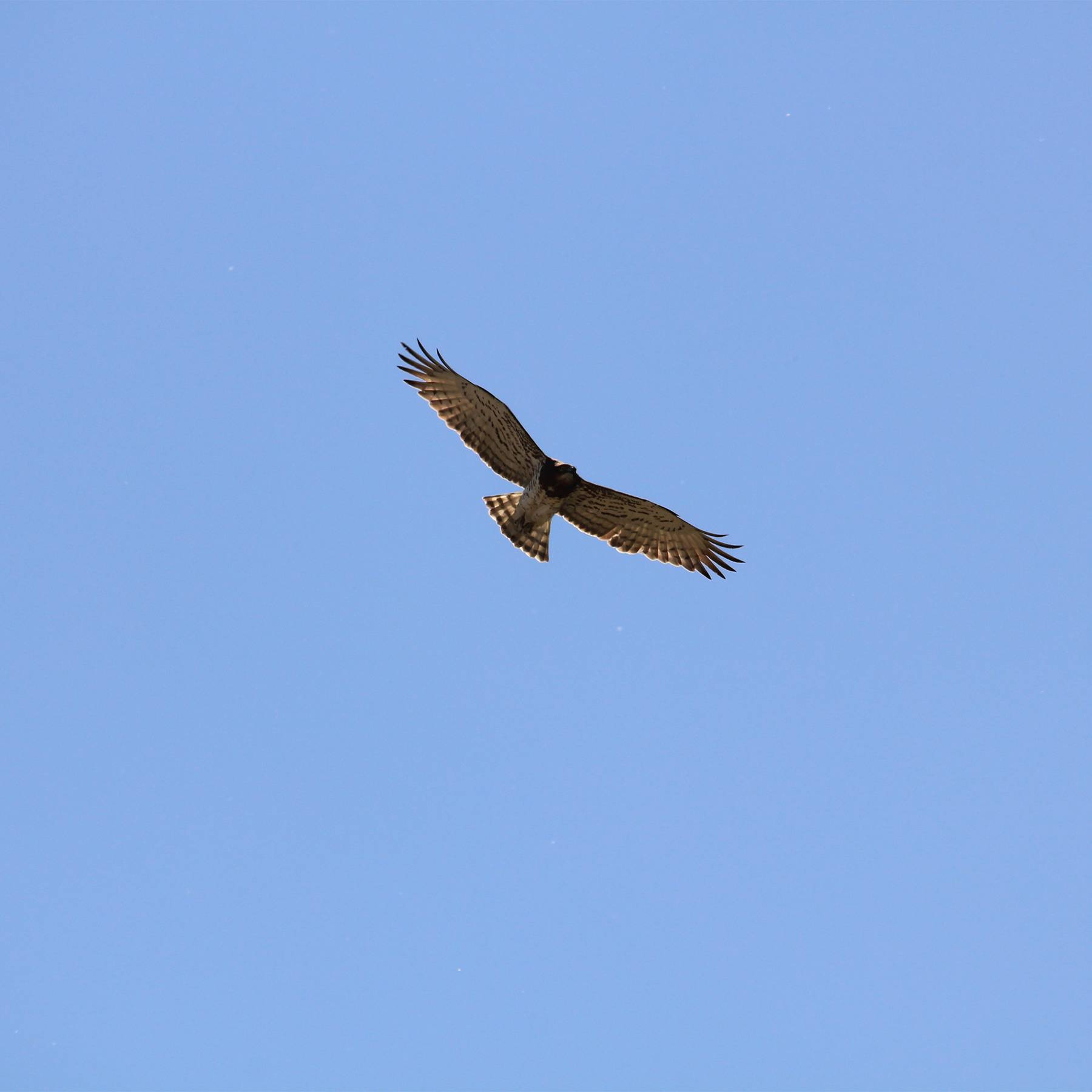 Protéger les rapaces en Europe Beauval Nature — free download