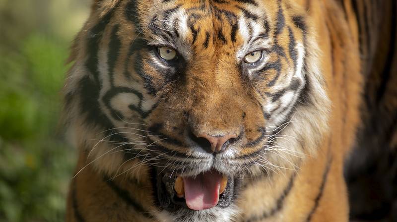 International Tiger Day 2026 – Asu, a male Sumatran tiger