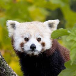 Garder, surveiller et protéger les pandas roux dans leurs forêts - Programme Népal - Association Beauval Nature