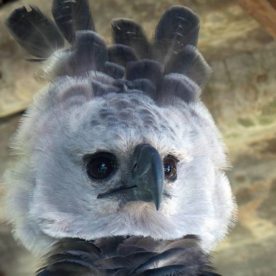 Portrait harpie féroce - Suivre les sites de nidification des harpies féroces - Programme Brésil - Association Beauval Nature