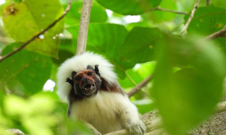Tamarin pinché avec bouche ouverte - Protéger et restaurer l’habitat forestier des tamarins pinchés - Programme Colombie - Association Beauval Nature