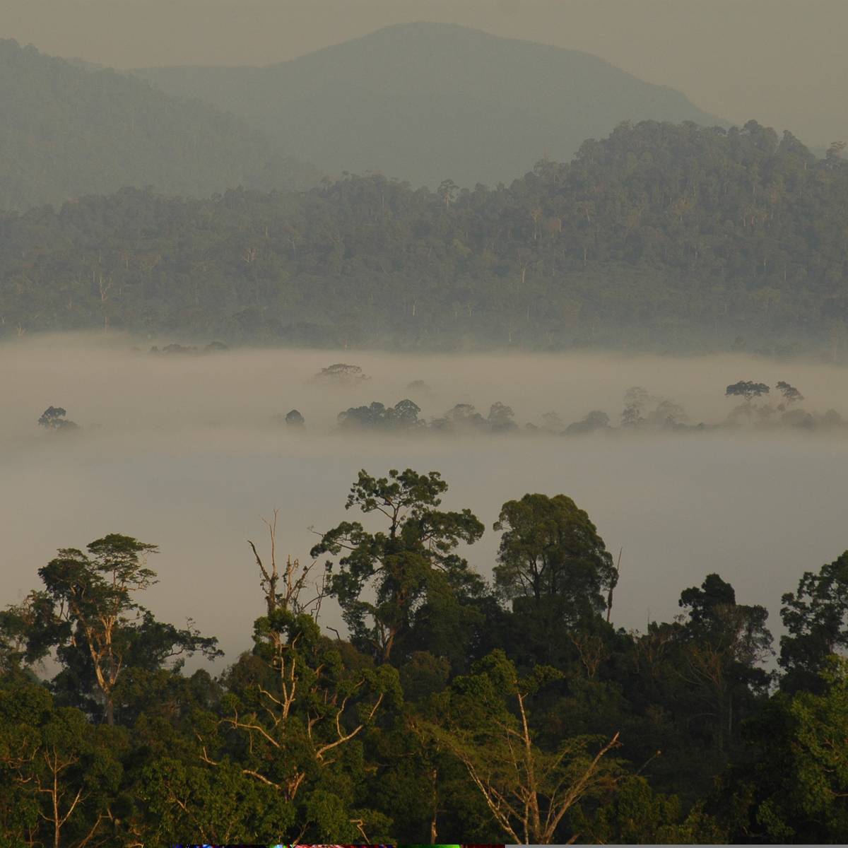 Certifier les plantations d’huile de palme pour protéger la biodiversité - Programme Malaisie - Association Beauval Nature