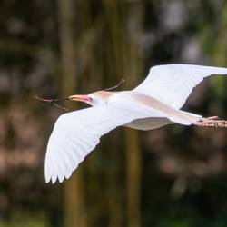 Rédiger un guide de l’avifaune djiboutienne - Programme Djibouti - Association Beauval Nature