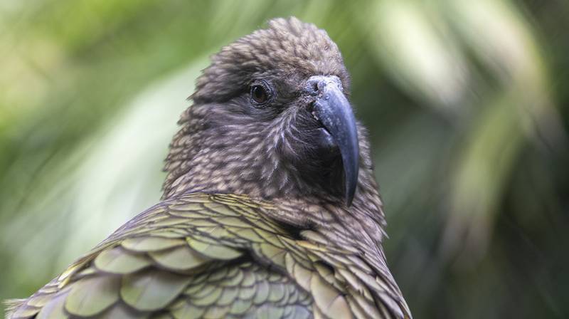 Beauval World Parrot Day 2026