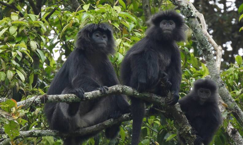 Groupe de langurs de Java - Réhabiliter puis réintroduire les langurs de Java dans leur milieu naturel - Programme Indonésie - Association Beauval Nature