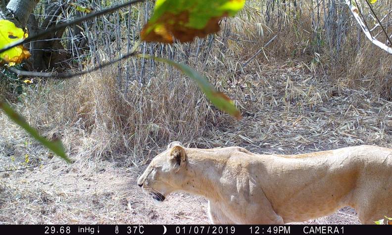 Caméra piège ayant capturée une lionne - Protéger les lions du Parc National du Niokolo-Koba - Programme Sénégal - Association Beauval Nature