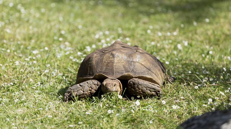 World Turtle Day – Ridged Turtle