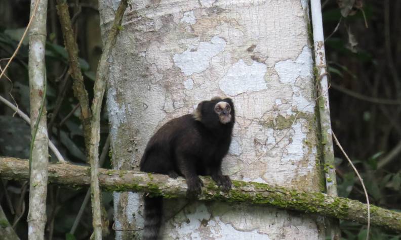 Ouistiti oreillard dans la nature - Recenser, suivre et protéger les ouistitis de montagne - Programme Brésil - Association Beauval Nature