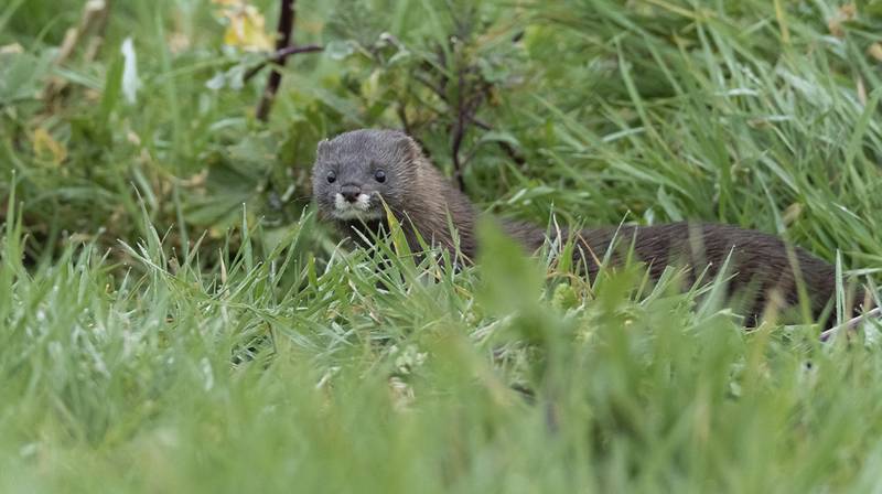European Campaign for Wetlands – A Vision for Europe