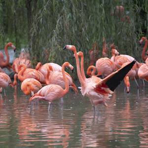 Zones humides : Beauval s’engage dans la campagne européenne « Wetlands for Life »