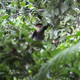 Langur de Douc - Ancien programme Laos - Association Beauval Nature