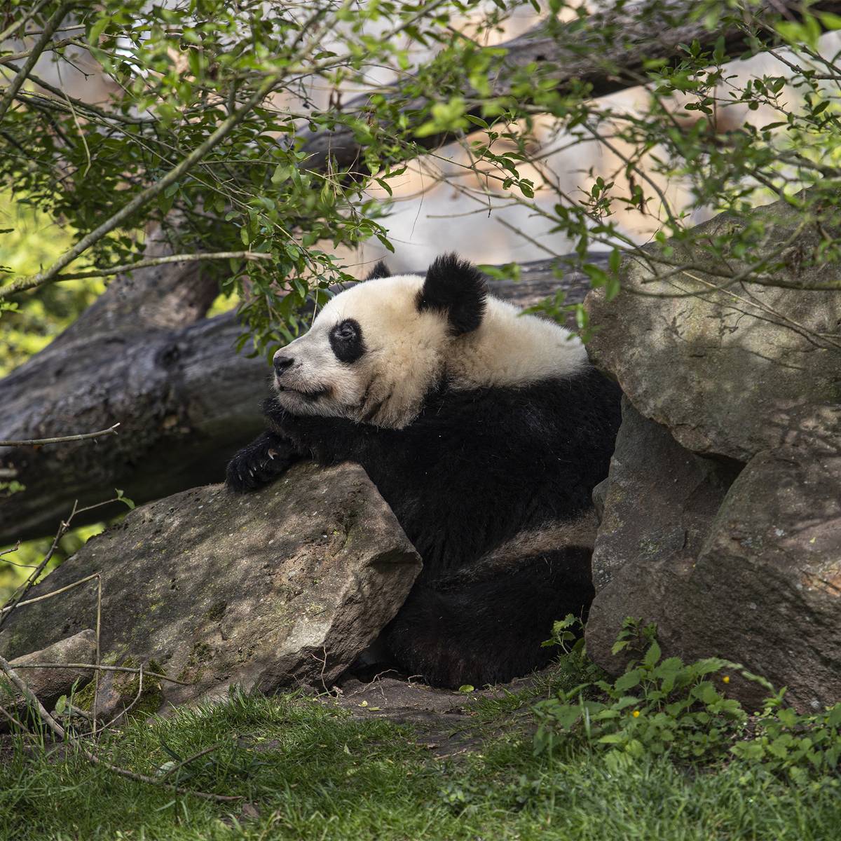 Panda pensif - Reproduire ex situ et réintroduire le panda géant dans son milieu naturel - Programme Chine - Association Beauval Nature