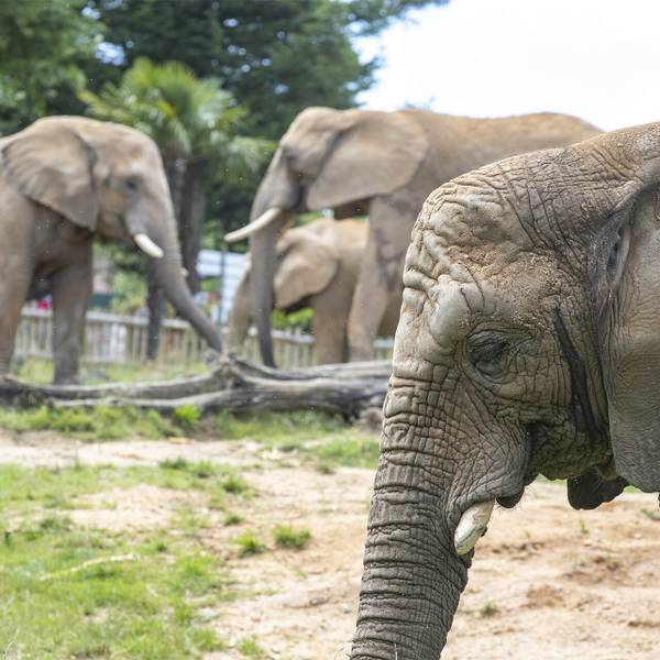 Parrainer les éléphants du ZooParc de Beauval - Protéger les éléphants du Rambo Group Ranch - Programme Kenya - Association Beauval Nature